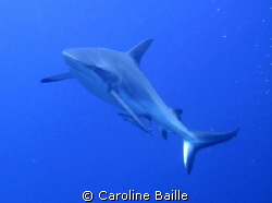 grey reef shark with a severe look ! by Caroline Baille 